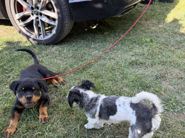 Rottweiler · Tyresö · Osanna S.