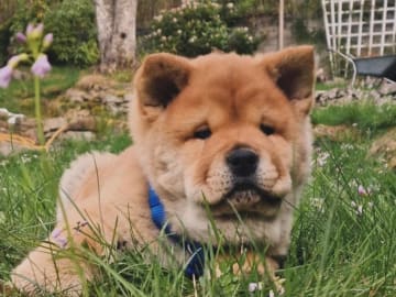 Chow chow · Hedesunda · Chowhill’s