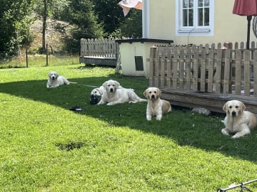 Golden retriever · Tjällmo · Ekbergarn’s  kennel