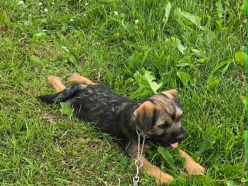 Borderterrier · Västerås · Borderfun