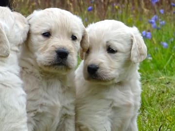 Labradoodle · överkalix · Humlehjarta