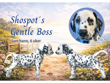 Dalmatiner · Frekhaug · Kennel Shospot