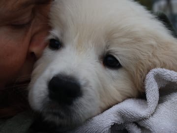 Golden retriever · Tjällmo · Ekbergarn’s  kennel