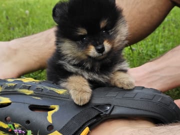 Pomeranian · Enköping · Pomsik Rakaaig