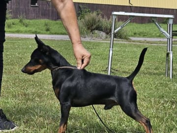 Dvärgpinscher · Huddinge · Geordani's