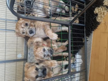 Irish softcoated wheaten terrier · Biri · Trude Plassen