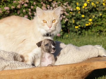 Whippet · Gran · Ann-Karin Skyggen Lystad