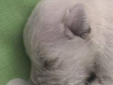Vit dvärgschnauzer · Svedala · Tabus Dream
