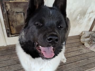 American akita · örebro · Amerita