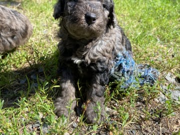 Labradoodle · Nol · Lyckliga Vovven