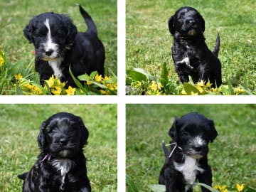 Portuguese Water Dog · Drammen · Trine Omholt Nikolaisen