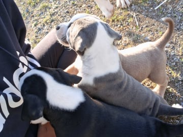 American bully x amstaff · Bjurholm · Leia R.