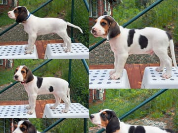 Halden Hound (Haldenstøver) · Tangen · Lykkelosberget