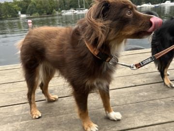 Miniature American Shepherd · Hägersten · Gabriel L.