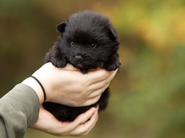 German Spitz – Mittelspitz · Enköping · Kerberos Silver