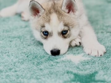 Siberian husky · Höör · Fläderhaga’s Lovely Dogs