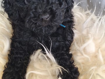 Pudel, dvärg · Upplands väsby · Ingen kennel