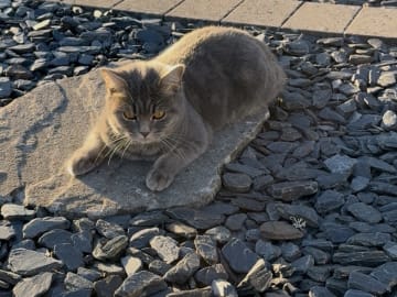 Brittiskt korthår · Värnamo · Irnela B.
