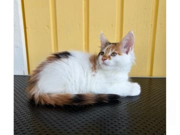 Maine Coon · Motala · SE*Knäkattens