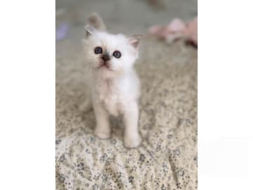 Helig birma · Eslöv · SE*DiddlyPawsFarm