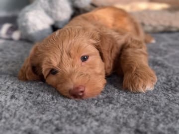 101 Labradoodles