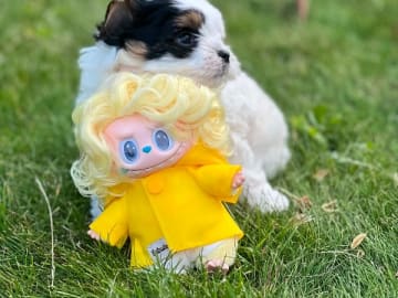 Biewer terrier · Lund · Dancing Jewels