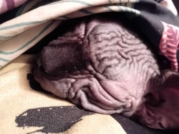 Sphynx · Grums · Eric H.