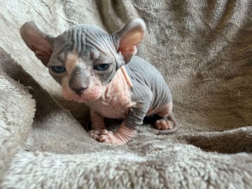 Sphynx · Tumba · Samuel P.
