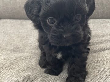 Yorkiepoo valpar toypudel yorkshireterrier · Näsviken · Lustbacka