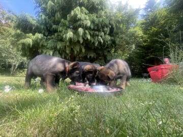 Tysk Schäferhund · Holmegaard · Tigerdyrets