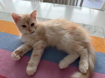 Sibirisk katt · Alunda · SE*Reiman's