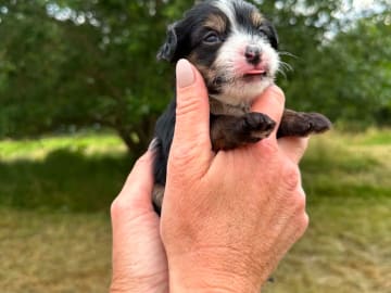 Chinese crested dog · Västerås · Vovverollens