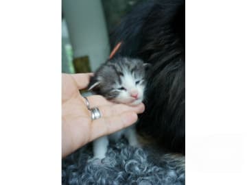 Norsk skogkatt · Gränna · SE*Mörkavikens