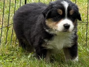 Miniature American Shepherd · Vittsjö · Kewonne