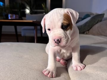 American Staffordshire Terrier · Köping · Hannah Östensson Lindqvist