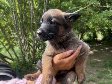 Belgian Malinois · Adelsö · Elina T.
