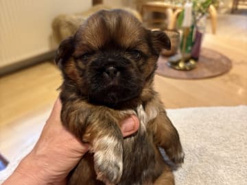 Shih tzu · Greve · Helle-Sofia's