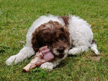 Cockerpoo · Hjortkvarn · Hjortkvarns Cavapoo
