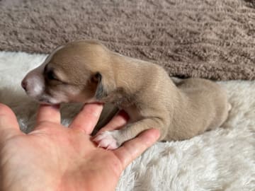 Whippet · Söderköping · Mac Bells