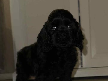 Amerikansk cocker spaniel · Malungsfors · Casadis