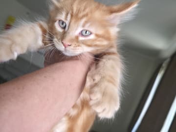 Maine Coon · Reinsvoll · Carina H.