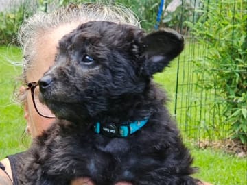Pumi · Tvååker · Rowibu's