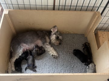 Encalnas' Kennel