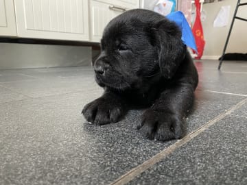 Labrador retriever · Svorkmo · Lyonette