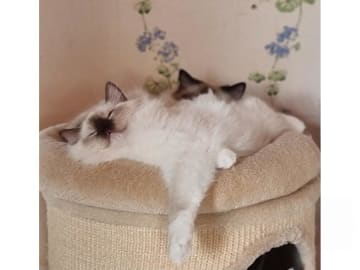 Ragdoll · Väse · SE*Wernigerodes