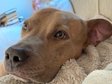 Pitbull/bully · Hisings Backa · Gabriella B.