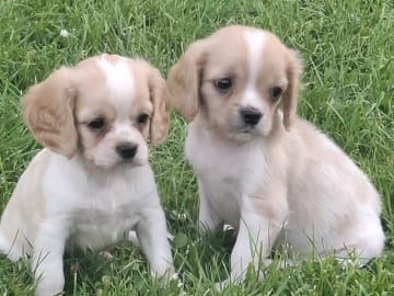 Cavapoo · Virsbo · Malin A.