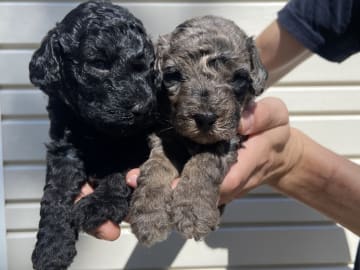 Labradoodle · Nol · Lyckliga Vovven