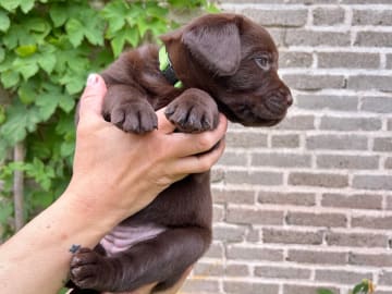 Labrador retriever · Täby · Lisa Lekman