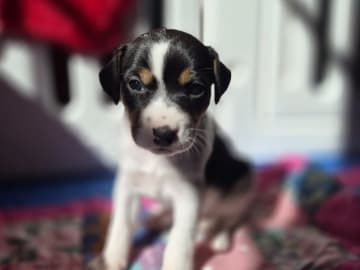Danish Swedish Farmdog · Norrköping · Cimdor